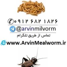 arvinmealworm